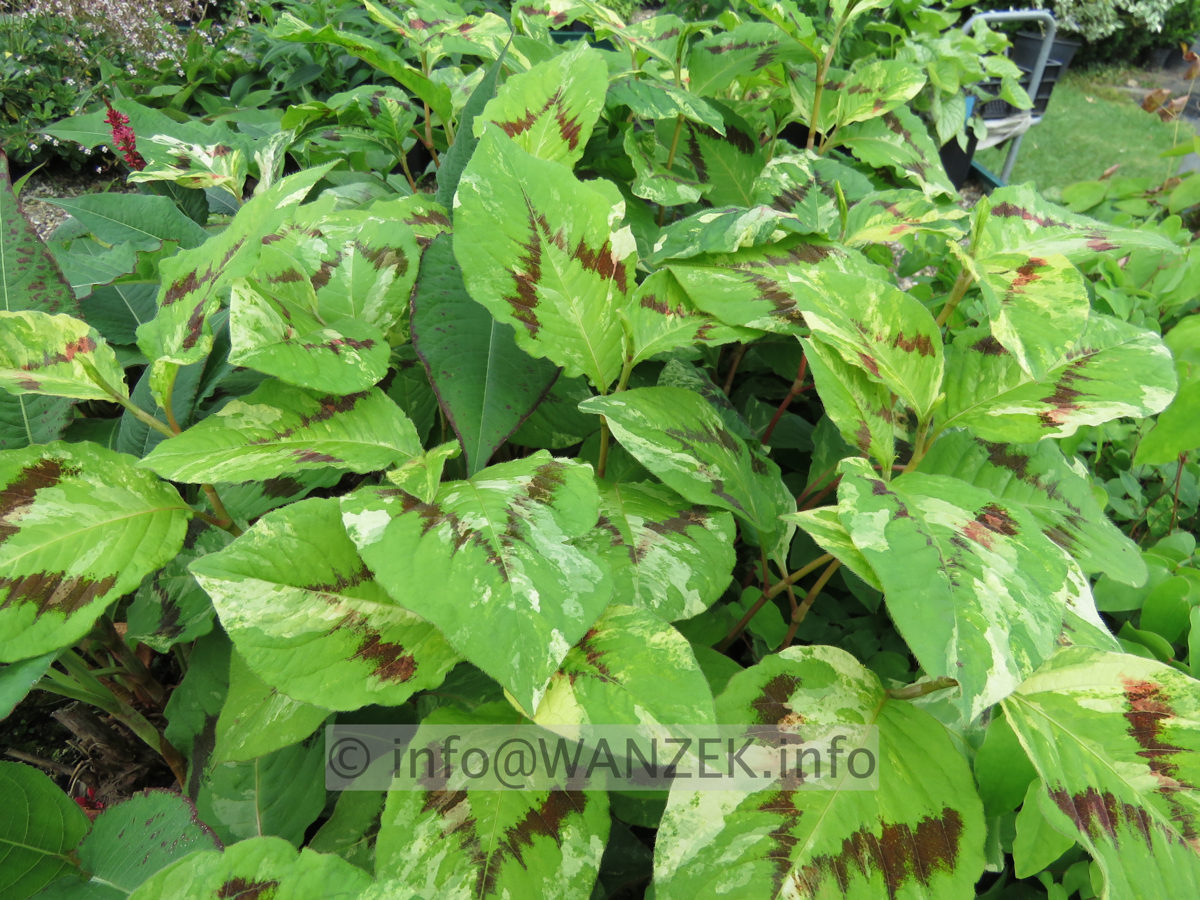 Persicaria filiformis Painters Palette.JPG
